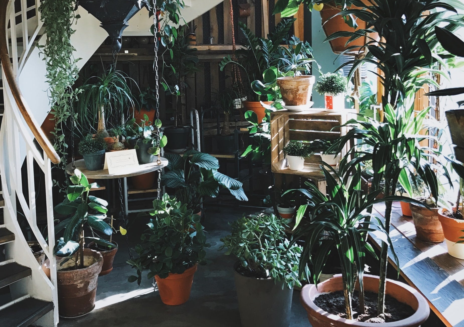 Image of a plant store
